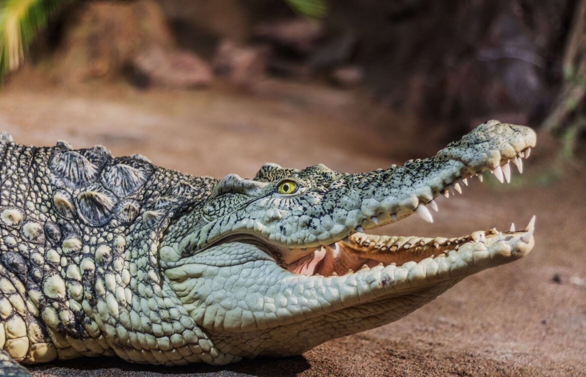 Why crocodiles spin while eating