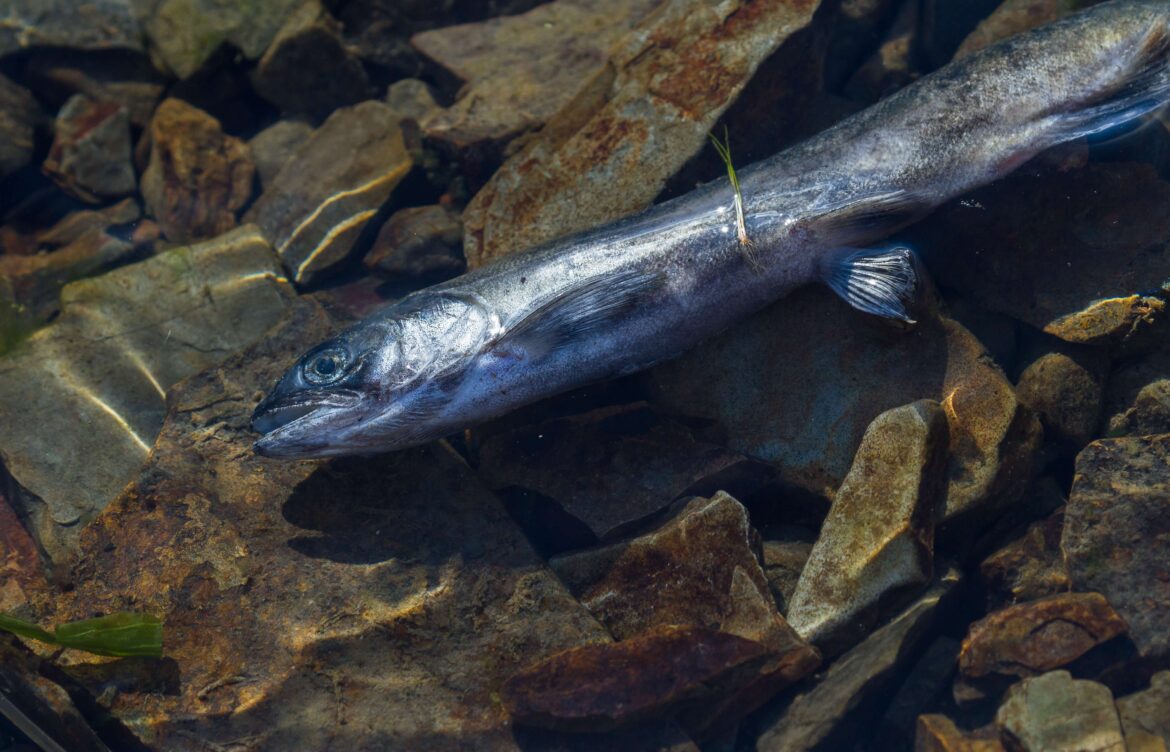 Vertebrate parasites in the world of invertebrates